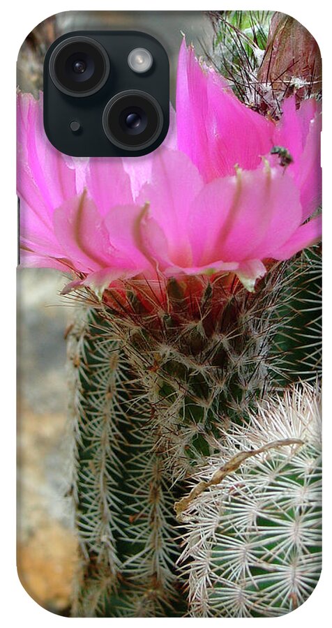 Cactus Flower iPhone Case featuring the photograph Cactus Flower by Audrey