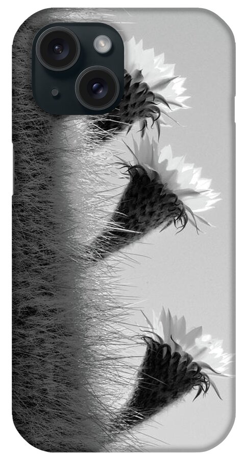 Cactus Flower iPhone Case featuring the photograph Cactus Flowers by Bill Cain