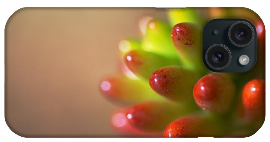 Cactus Of Red And Green iPhone Case featuring the photograph Cactus Of Red and Green by Joy Watson