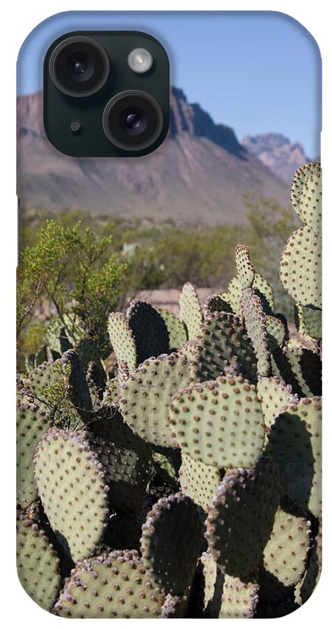 Chihuahua Desert iPhone Case featuring the photograph Cactus Scene by Lisay