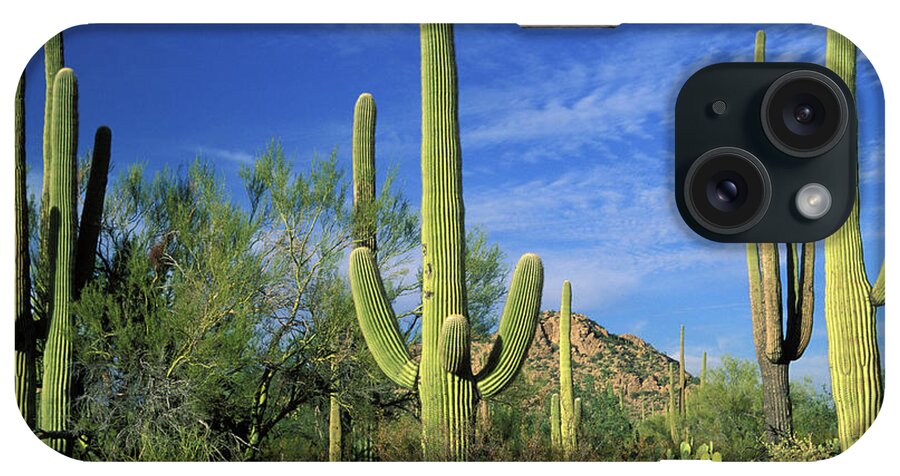 Saguaro Cactus iPhone Case featuring the photograph Cactuses In Saguaro National Park by Yenwen