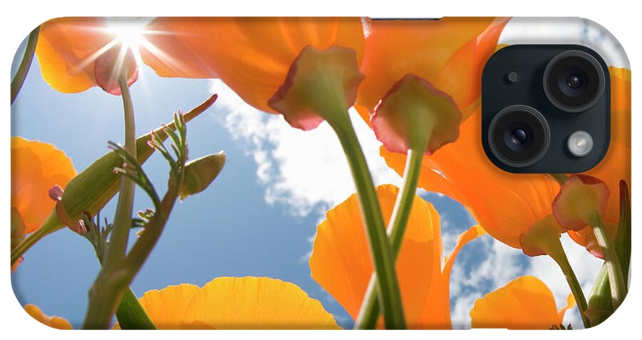 Toronto iPhone Case featuring the photograph California Poppies, Low Angle View by Grant Faint