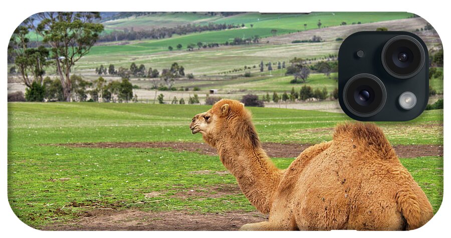 Camel And His View iPhone Case featuring the photograph Camel And His View by Incredi