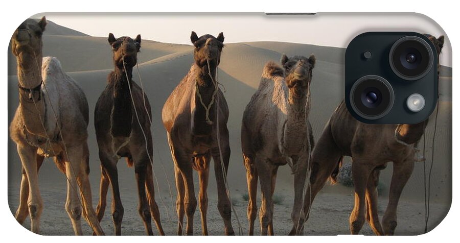 Working Animal iPhone Case featuring the photograph Camels Jaisalmer by Photo By Cottonfields / Www.cottonfields.es