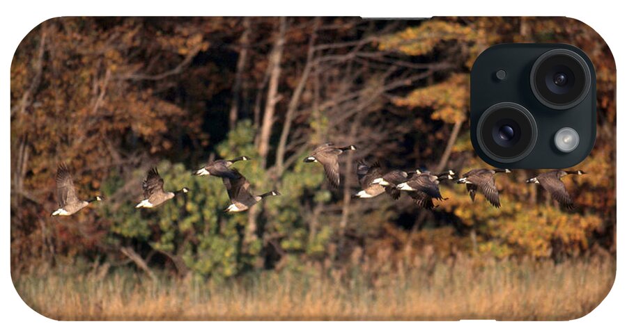 Anatidae iPhone Case featuring the photograph Canada Geese In Autumn by James Zipp