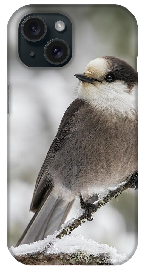 Canada iPhone Case featuring the photograph Canada jay in winter by Mircea Costina Photography
