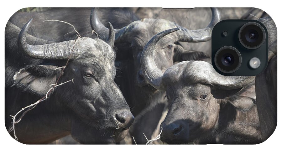 Buffalo iPhone Case featuring the photograph Cape Buffalo Confab by Ben Foster