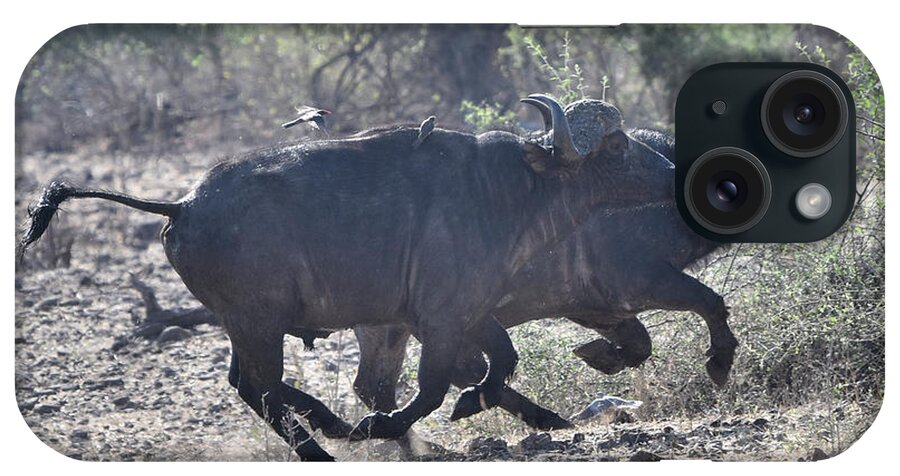 Buffalo iPhone Case featuring the photograph Cape Buffalo on a Mission by Ben Foster