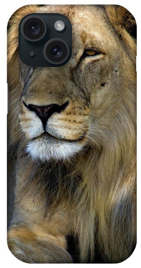Cape iPhone Case featuring the photograph Cape Lion by Niassa Lion Project