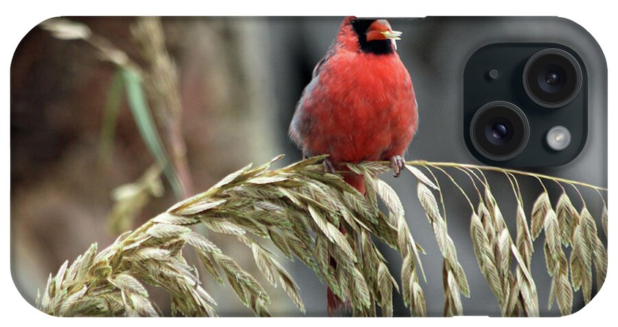 Cardinal iPhone Case featuring the photograph Cardinal Eating Seagrass by Lauri Novak