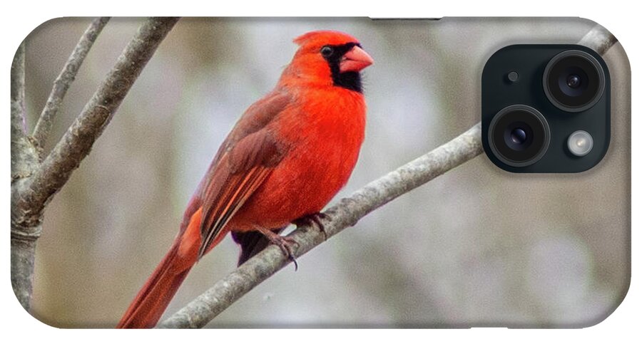 Cardinal iPhone Case featuring the photograph Cardinal by Mary Courtney