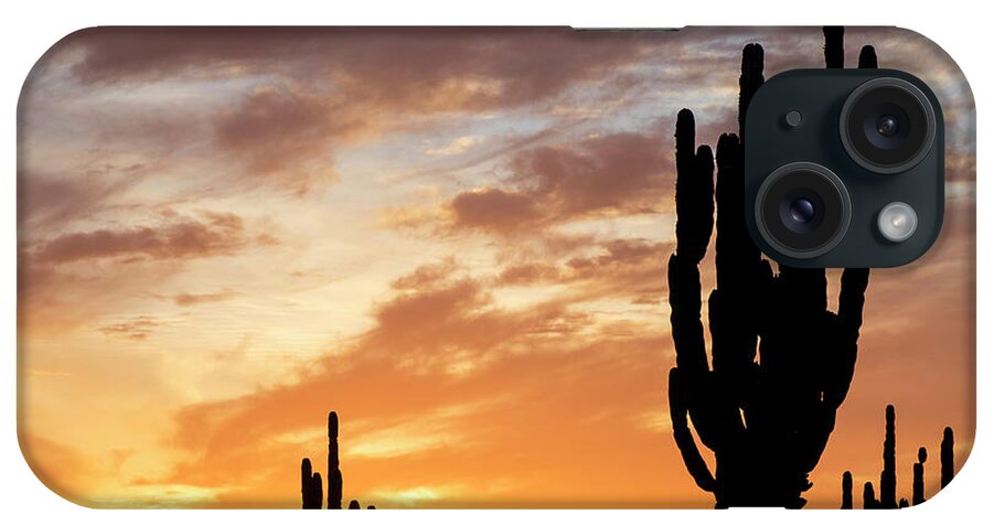 Estock iPhone Case featuring the digital art Cardon Cactus, Baja California, Mexico by Natalino Russo