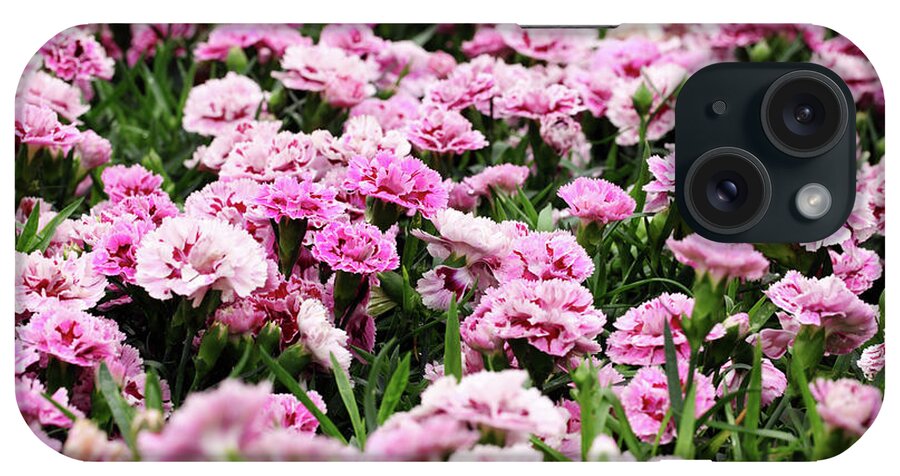 Flowerbed iPhone Case featuring the photograph Carnation by Samxmeg