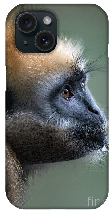 Animal iPhone Case featuring the photograph Cat Ba Langur Portrait by Tony Camacho/science Photo Library