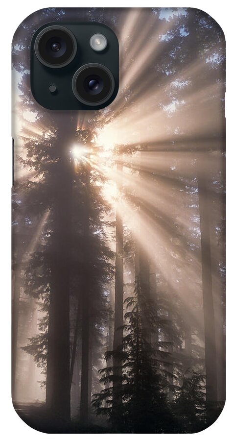 Fog iPhone Case featuring the photograph Cathedral Trees by Robert Potts