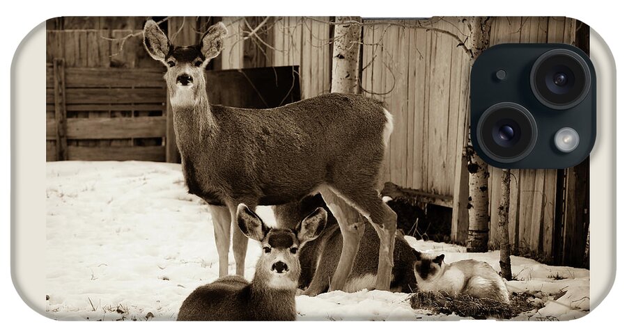 Deer With Cat Photo iPhone Case featuring the photograph Catnap Interupted by Sandra Dalton