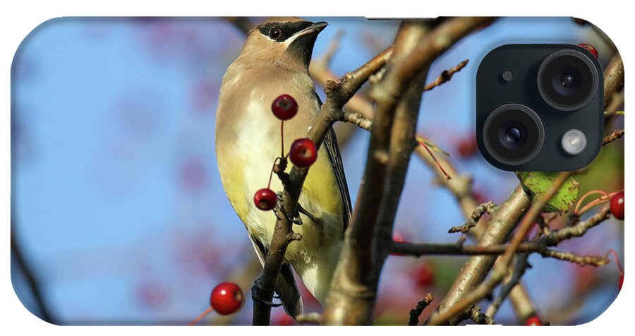 Cedar Waxwing iPhone Case featuring the photograph Cedar Waxwing With Berries 25 by Brook Burling