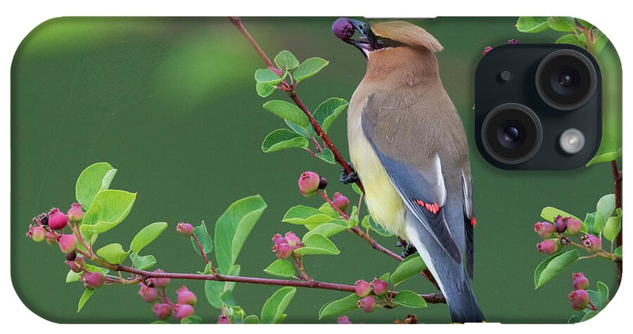 Berry iPhone Case featuring the photograph Cedar Waxwing With Berry by Ken Archer