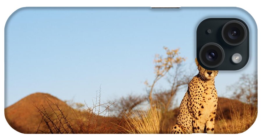 Extreme Terrain iPhone Case featuring the photograph Cheetah Acinonyx Jubatus by John Giustina