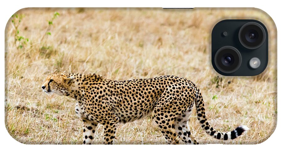 Kenya iPhone Case featuring the photograph Cheetah, Acinonyx Jubatus, Masai Mara by Nico Tondini