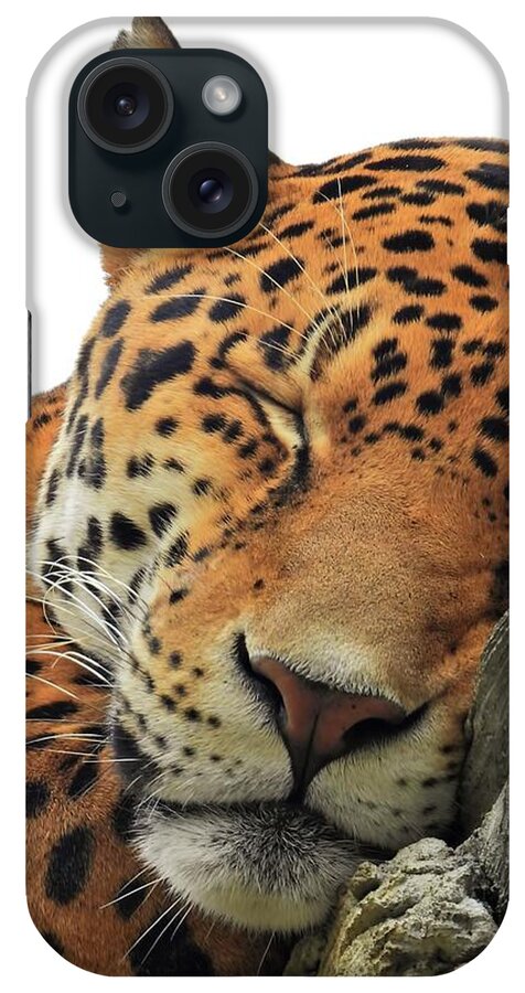 Cheetah iPhone Case featuring the photograph Cheetah Napping by Jennifer Wheatley Wolf