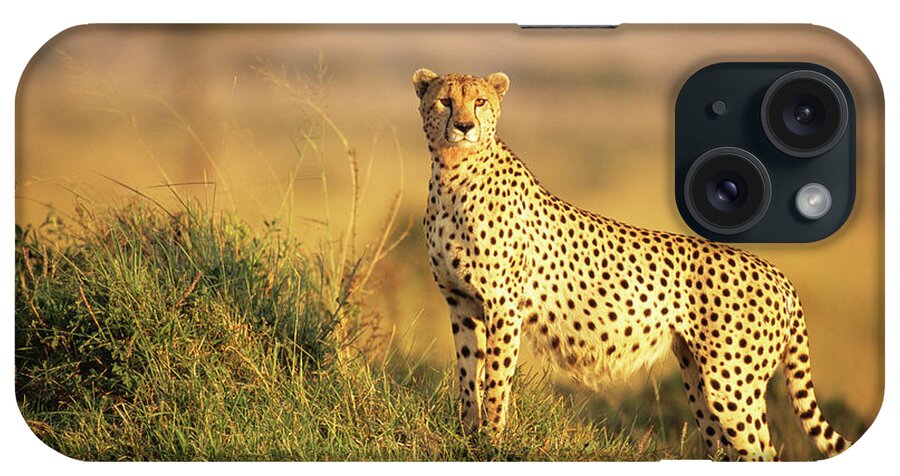 Kenya iPhone Case featuring the photograph Cheetah On Alert At Dawn by James Warwick