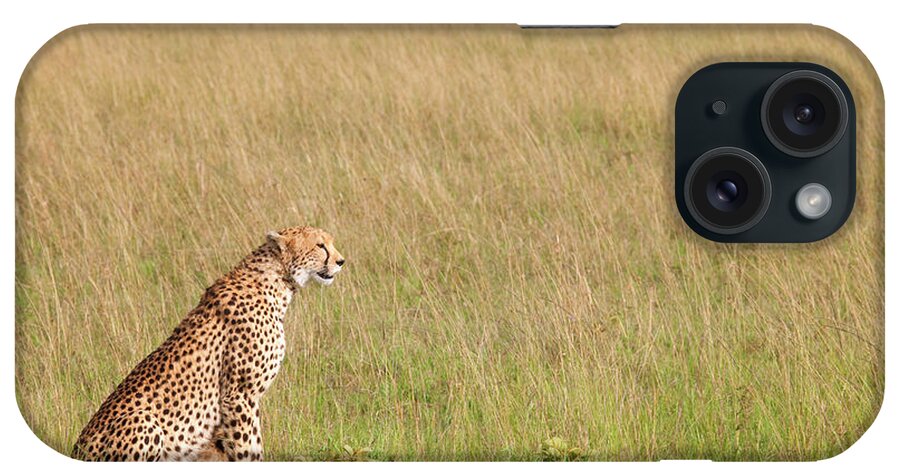 Scenics iPhone Case featuring the photograph Cheetah Sitting By Empty Savannah by Pixzzle