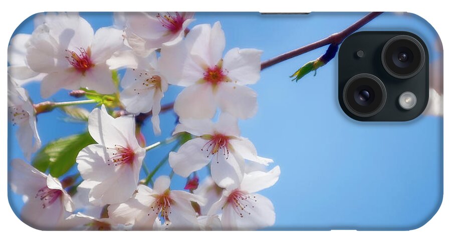 Clear Sky iPhone Case featuring the photograph Cherry Blossom, Blue Sky by Maria Mosolova