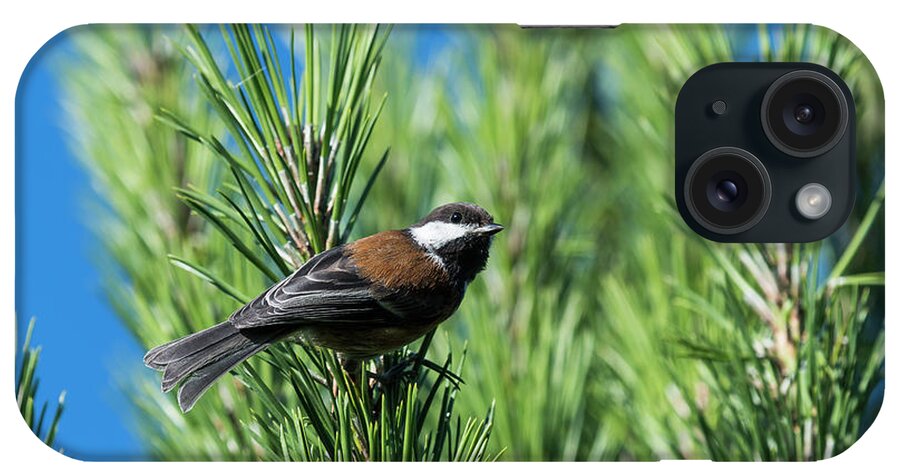 Animals iPhone Case featuring the photograph Chestnut-backed Chickadee by Robert Potts