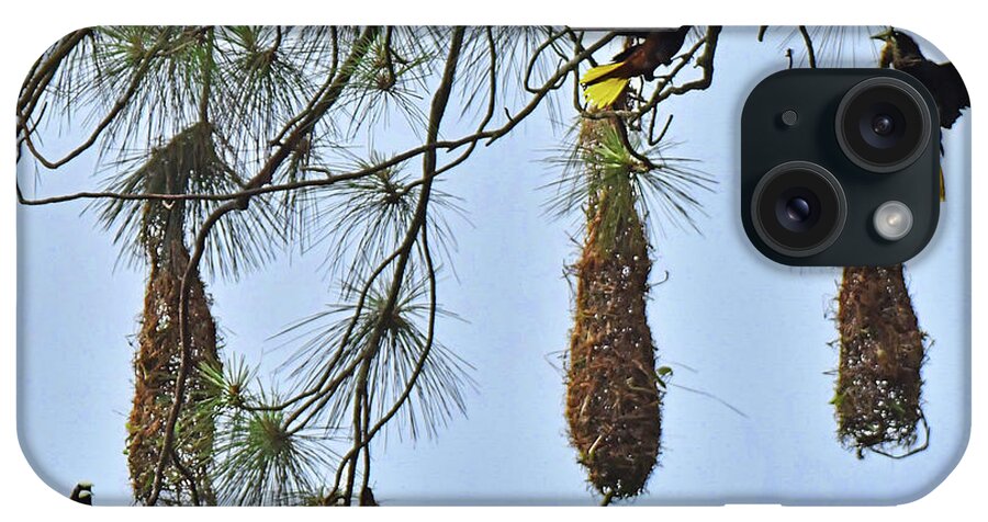 Bird Nest iPhone Case featuring the photograph Chestnut-sided Oropendola Nest by Alan Lenk