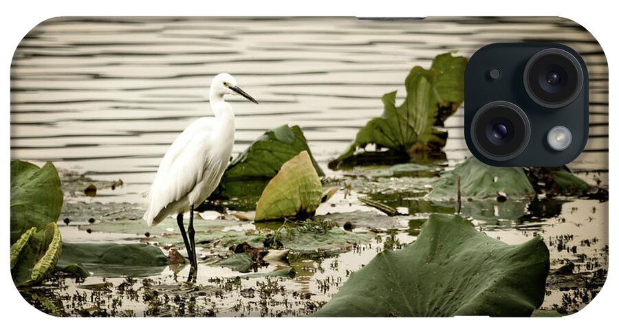 China iPhone Case featuring the photograph Chinese Egret by Kathryn McBride