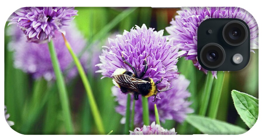 Chorley iPhone Case featuring the photograph  CHORLEY. Picnic In The Park. Bee In The Chives. by Lachlan Main