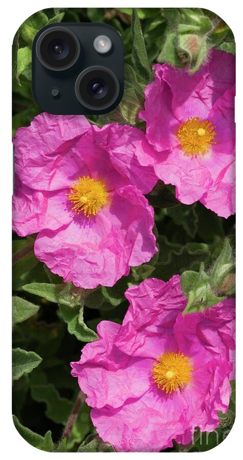 Cistus X Pulverulentus Sunset iPhone Case featuring the photograph Cistus X Pulverulentus 'sunset' by Dr Keith Wheeler/science Photo Library