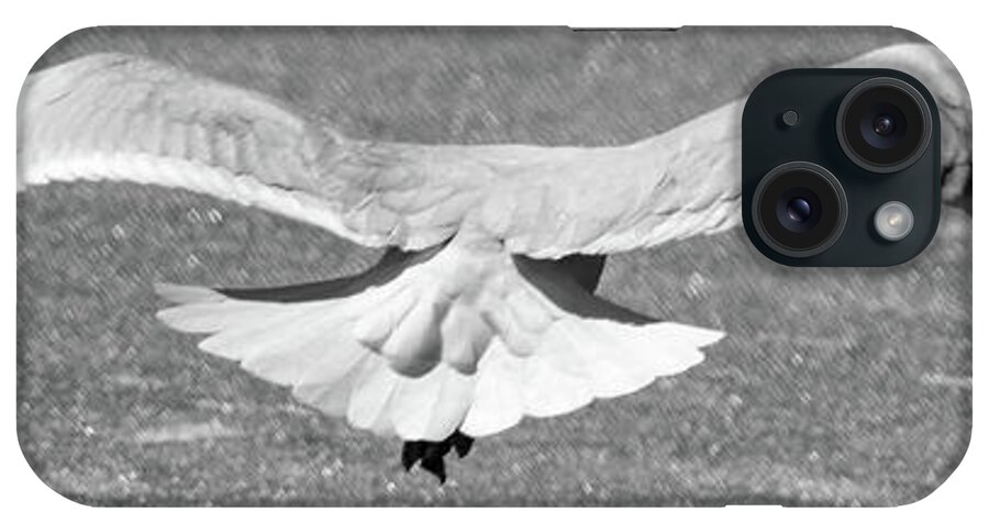 Gull iPhone Case featuring the photograph Clear For Takeoff by Phil S Addis