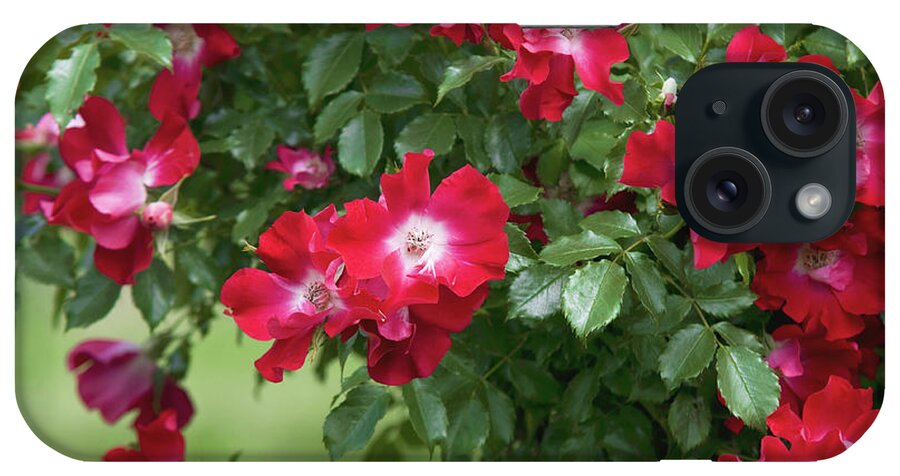 Jenny Rainbow Fine Art Photography iPhone Case featuring the photograph Climbing Crimson Rose Dortmund 7 by Jenny Rainbow