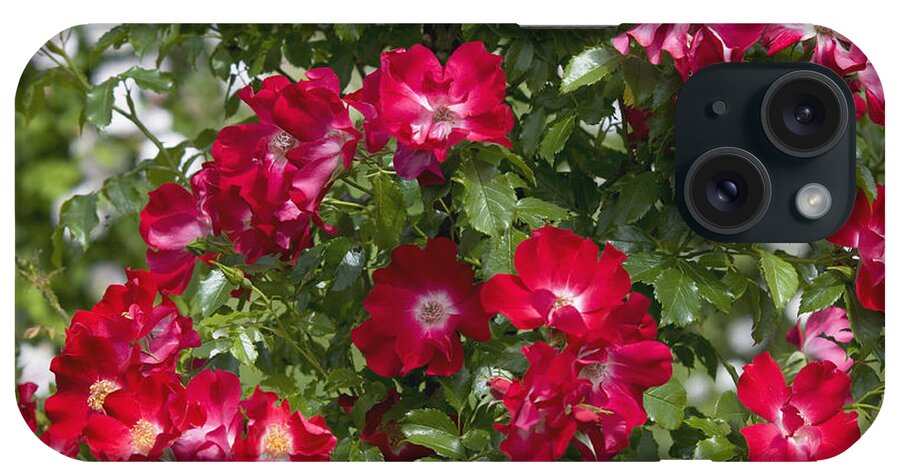 Jenny Rainbow Fine Art Photography iPhone Case featuring the photograph Climbing Crimson Rose Dortmund by Jenny Rainbow