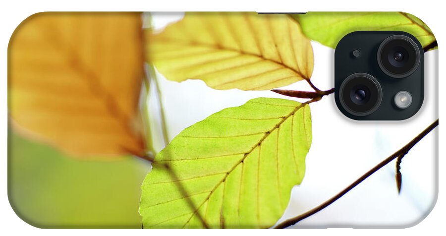 Outdoors iPhone Case featuring the photograph Close Up Of Autumn Leaves by Ron Bambridge