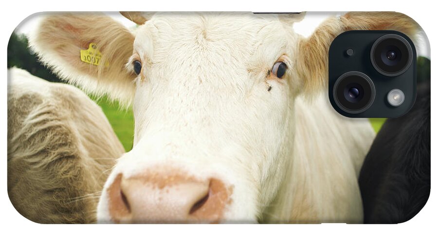 Free Range iPhone Case featuring the photograph Close Up Of Cows Face by Peter Muller