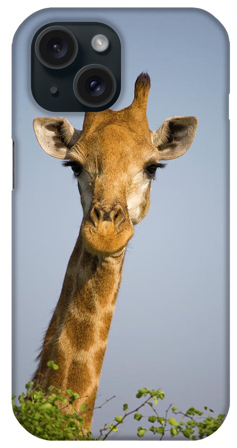 Alertness iPhone Case featuring the photograph Close-up Of Giraffe, South Africa Safari by Karen Desjardin