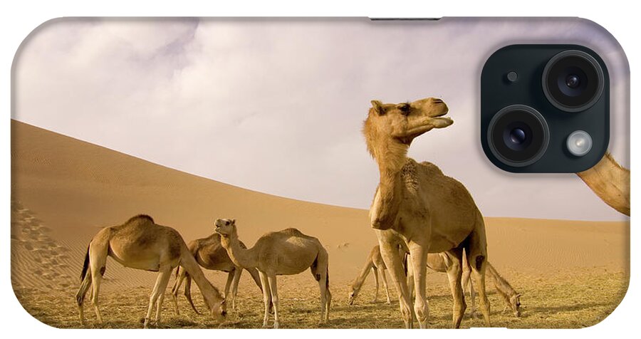 Arabia iPhone Case featuring the photograph Close-up Wide-angle Shot Of Camel On A by Lingbeek