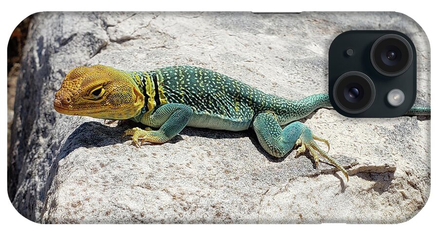 Colorado iPhone Case featuring the photograph Collared Lizard by Julia McHugh
