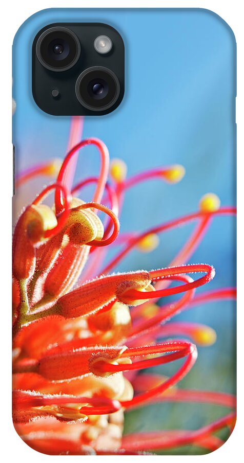 Outdoors iPhone Case featuring the photograph Colorful Native Flower,grevillea by John W Banagan