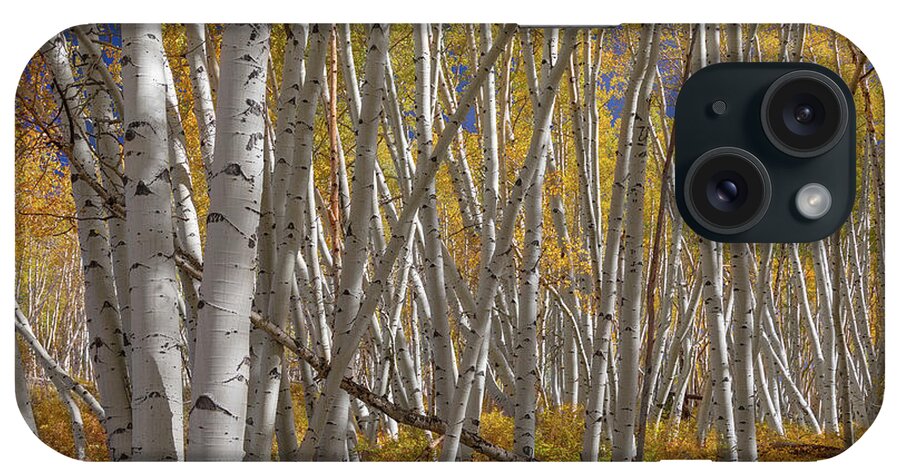 Aspen Tree Forest iPhone Case featuring the photograph Colorful Stick Forest by James BO Insogna