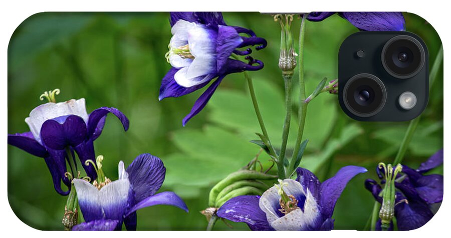 Flowers iPhone Case featuring the photograph Columbine by Dean Ginther