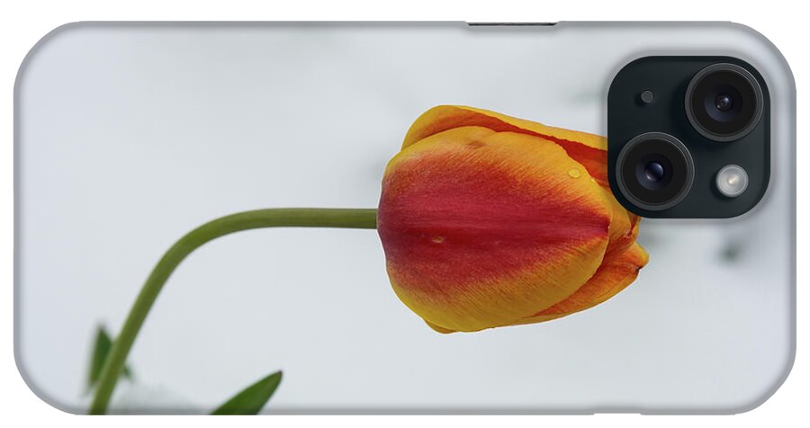 Orange iPhone Case featuring the photograph Coming At Life Sideways by James BO Insogna