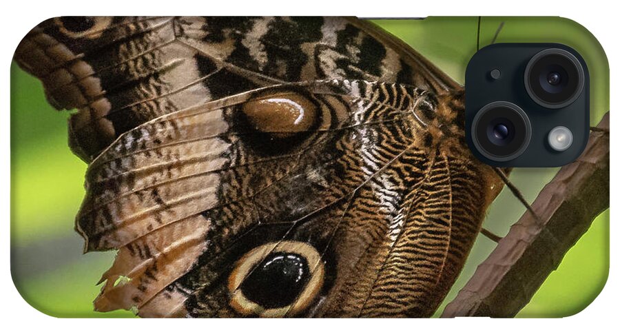 Nature iPhone Case featuring the photograph Common Buckeye by Barry Bohn