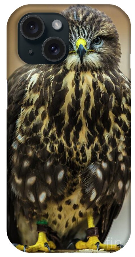 Buteo Buteo iPhone Case featuring the photograph Common Buzzard On Perch by Martyn F. Chillmaid/science Photo Library