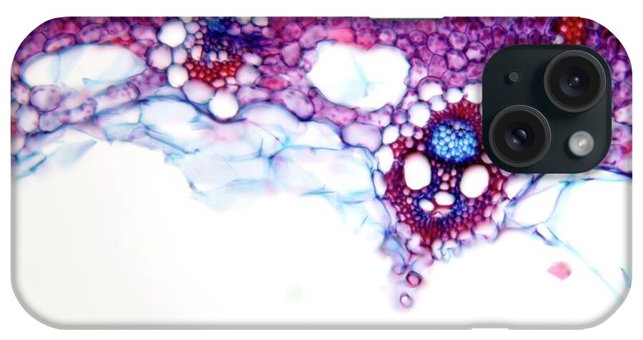 Plant iPhone Case featuring the photograph Common Rush Stem by Dr Keith Wheeler/science Photo Library