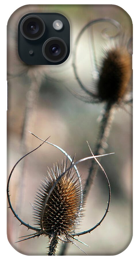 Nature iPhone Case featuring the photograph Common Teasel by Christina Rollo