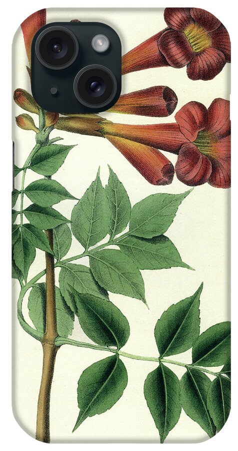 Common Trumpet Flower iPhone Case featuring the drawing Common Trumpet Flower by Unknown
